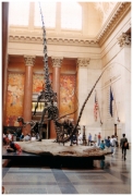 08 - Museum of Natural History (2)